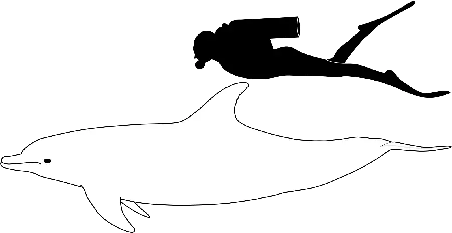 Dolphin PNG Transparent Without Background