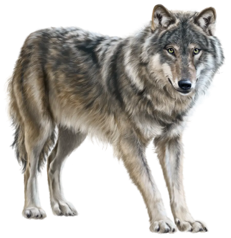 Download Cool Real Wolf Photo Wolf Breed Labrador PNG