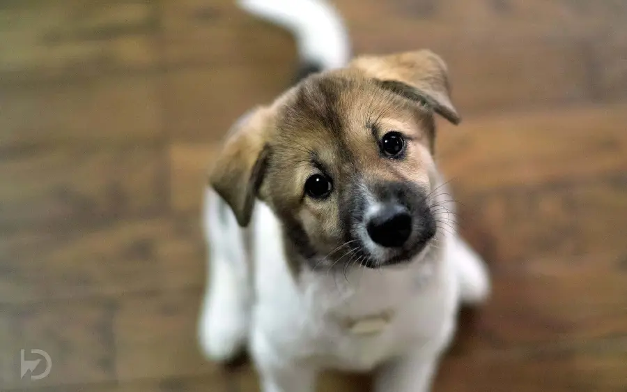 A Profile Photo of a Canaan Dog in Unique 4K Quality