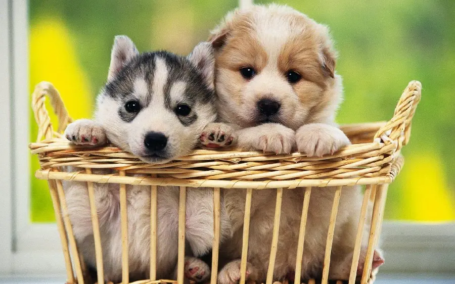 Computer background of baby Googly puppies with background flow