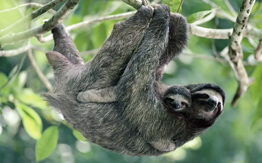 Sentimental Sloth Mother and Baby in the Wild