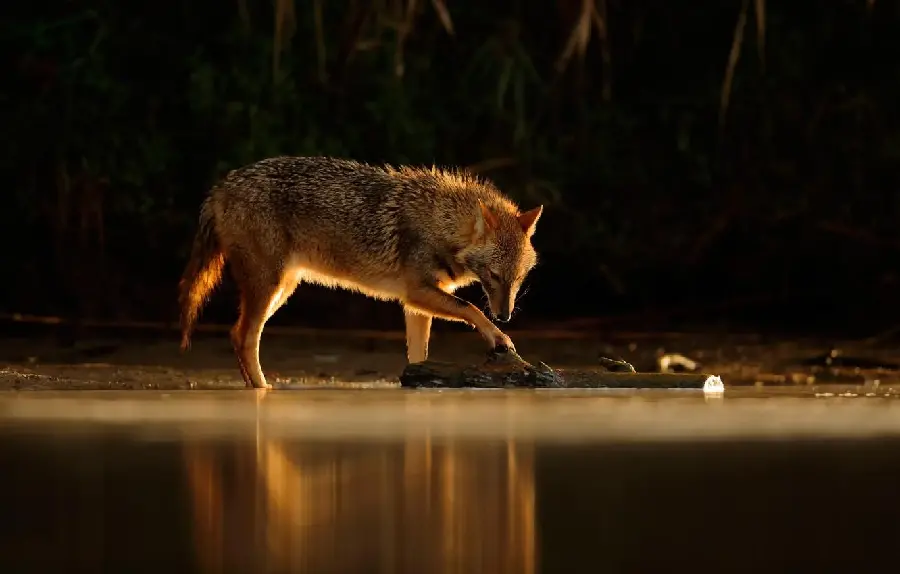 Stock photo with nice resolution of a jackal by the pond 