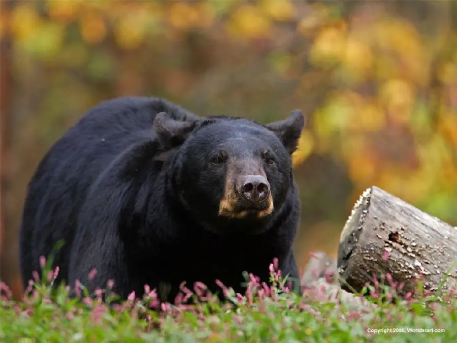 Giant Black Bear HD Wallpaper