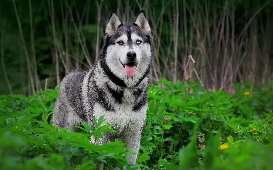 Download completely free high-resolution images of red husky