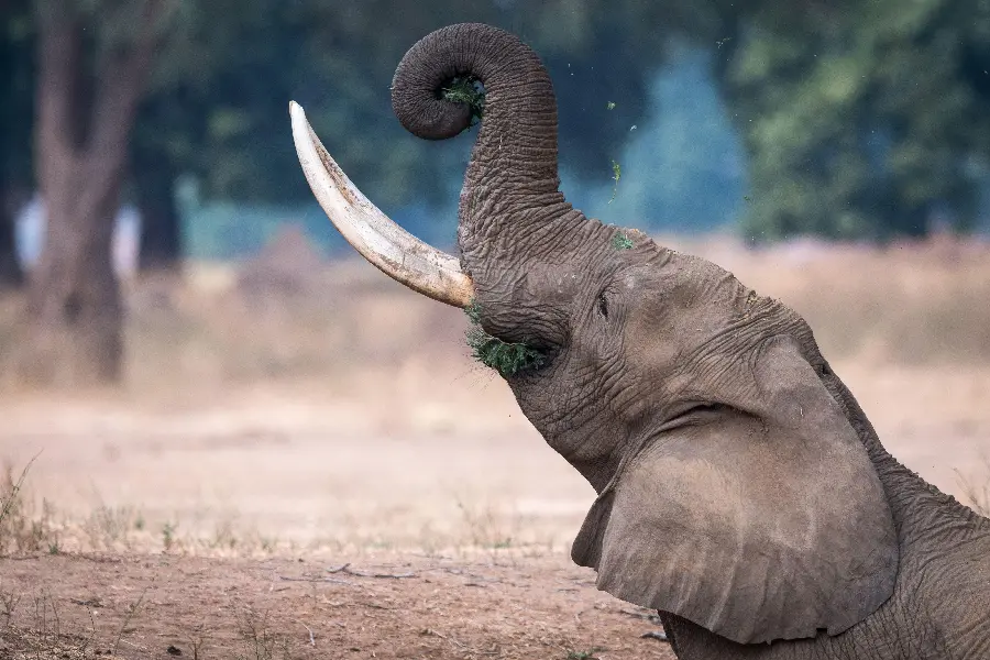 Download a cute and funny stock photo of a baby elephant playing in 4k quality