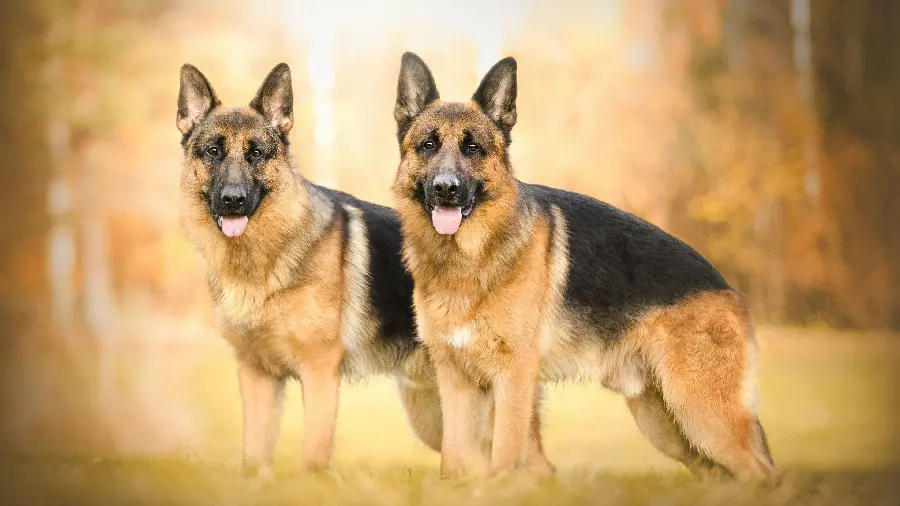 High resolution wallpaper of German Shepherd Rex