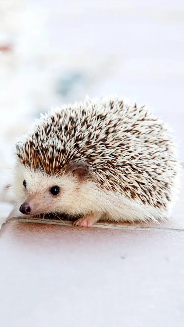 Stock image of baby hedgehog for phone background