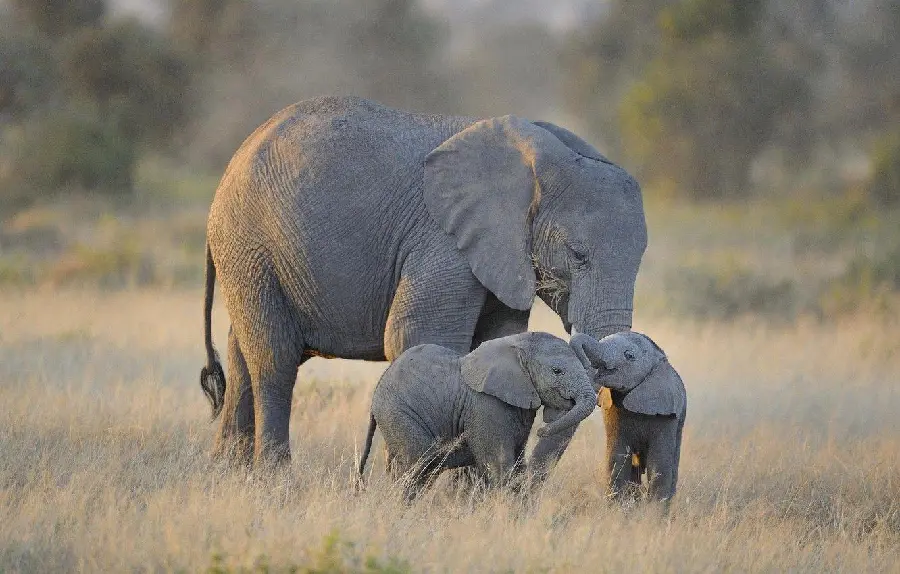 African elephant and baby background in the grass
