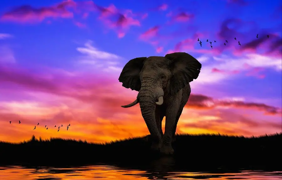 Download a photo of an elephant and a colorful and incredibly beautiful sky