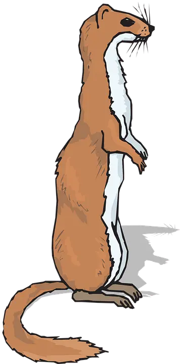 Cartoon otter quality photo for PNG profile