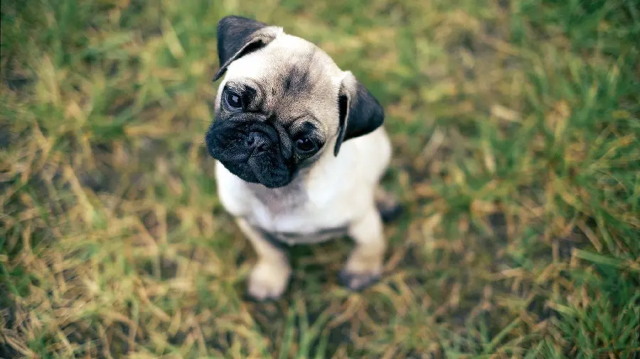 Download free pug dog image for profile and background 
