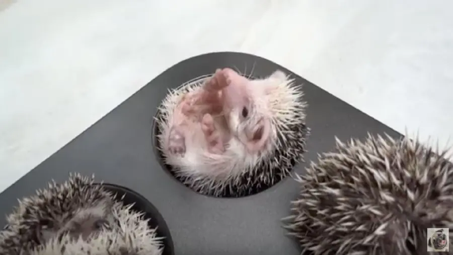 Cute Little Hedgehogs Wallpaper