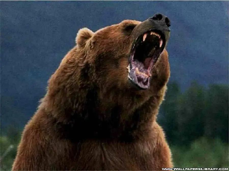 Big Wild Bear HD Profile Picture with Direct Link