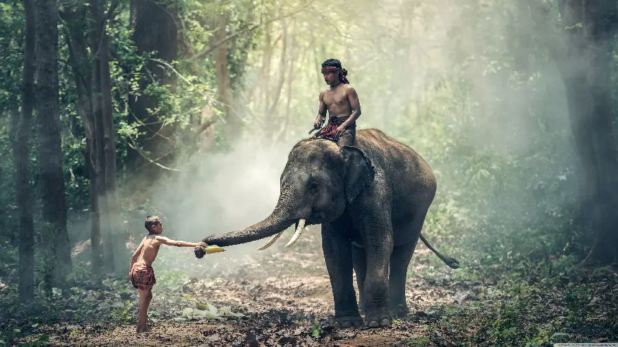 Download wallpaper of a man riding an elephant