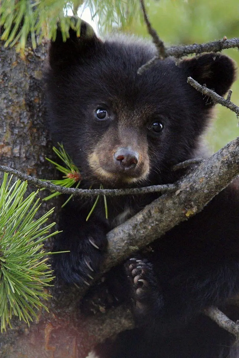 Wallpaper for your tablet of an American black bear cub