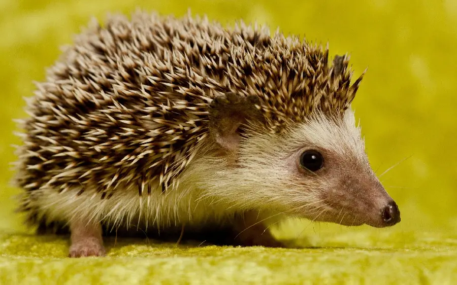 HD baby hedgehog desktop background