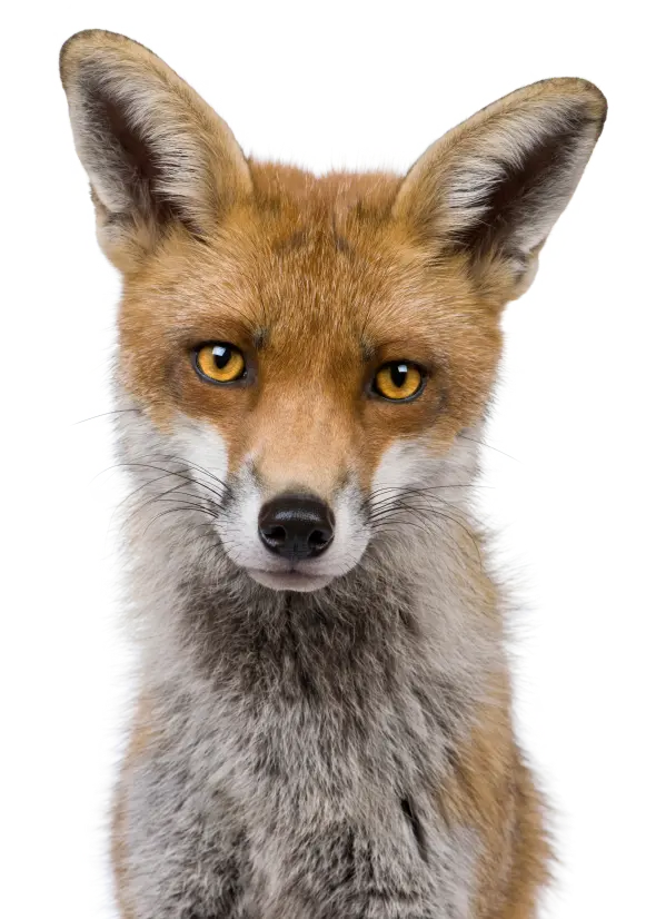 Cool png profile picture of a real fox for cyberspace 