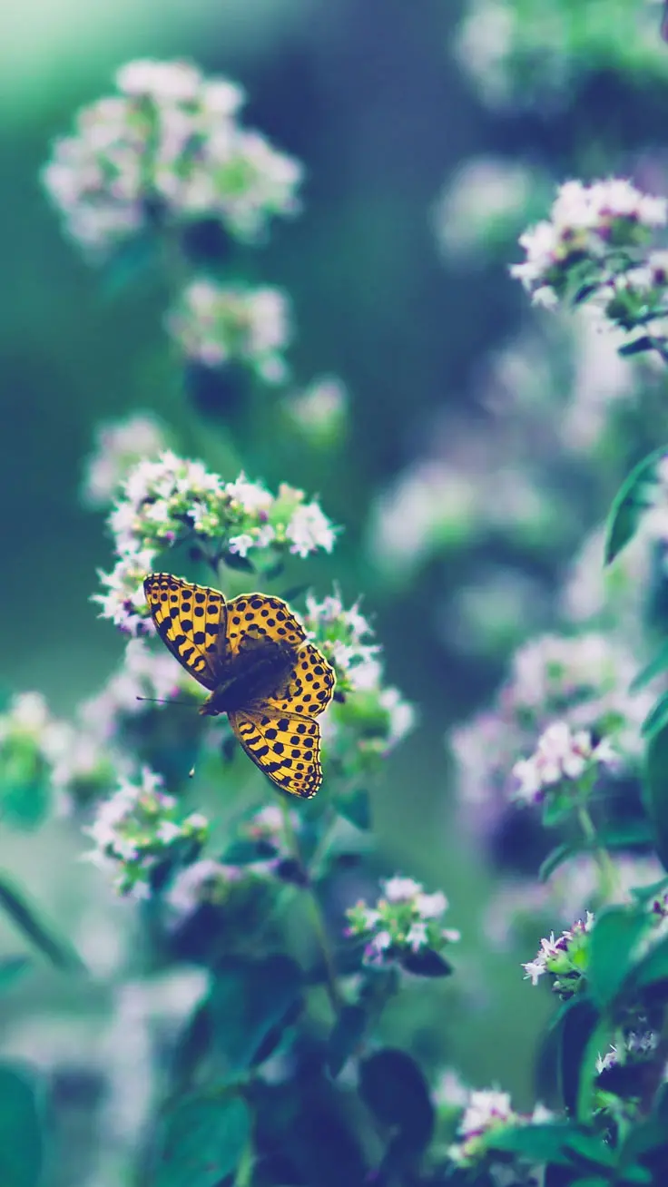 Cool and attractive butterfly background with leopard wings suitable for iPhone 