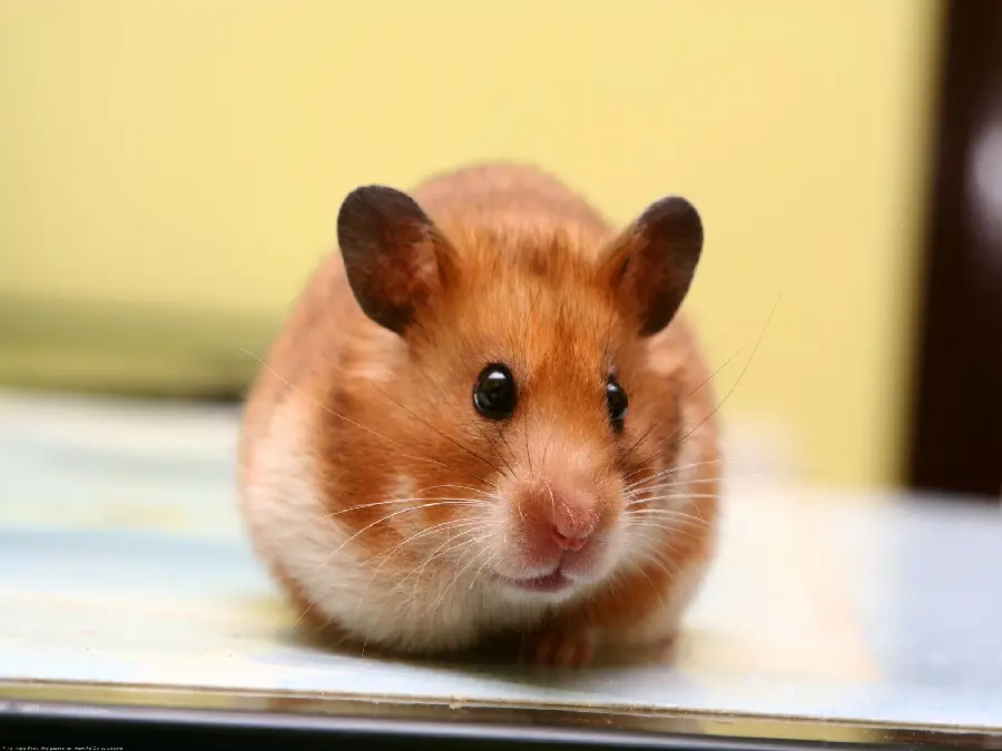Tired Hamster Picture