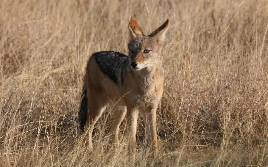 The most attractive high-quality wallpapers of real jackals