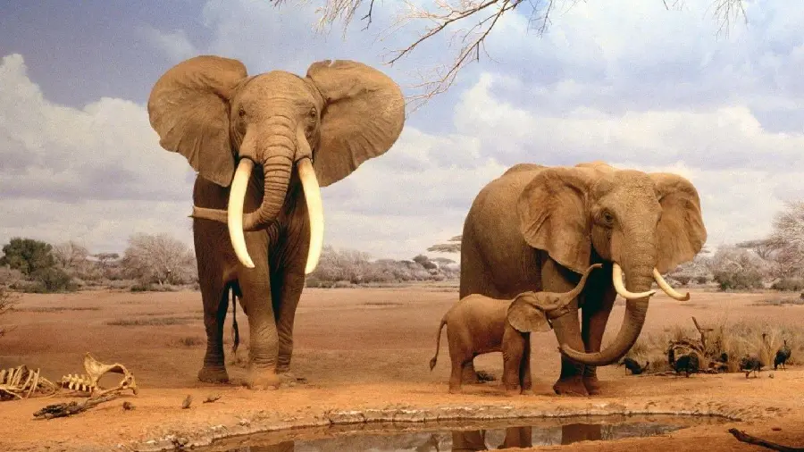 African elephant profile picture for dating