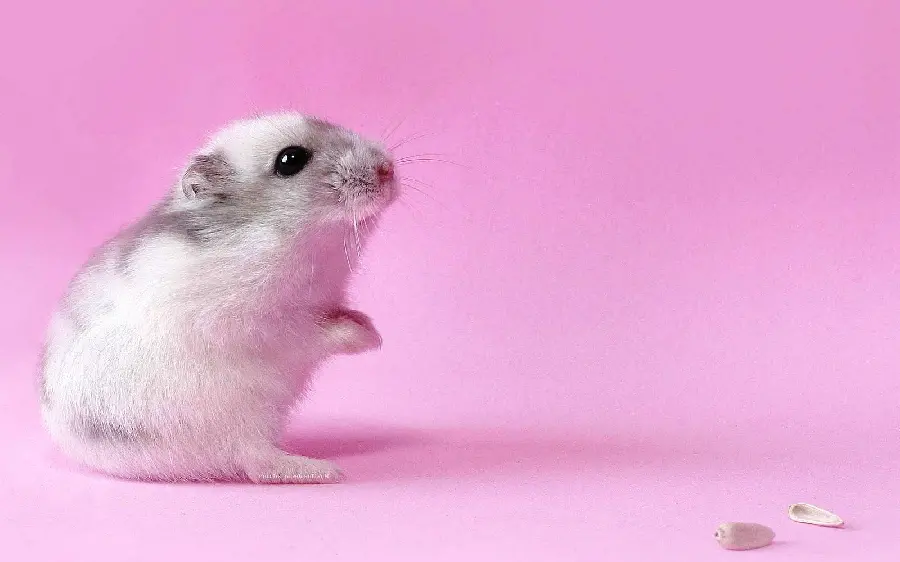 Good quality photo of a waiting hamster
