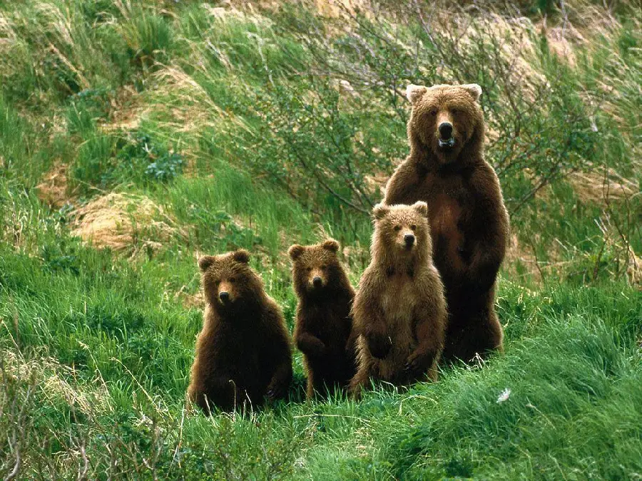 Download wallpaper Brown bear cubs in the meadows