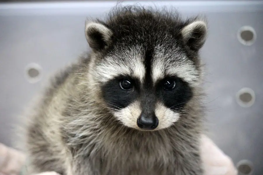 Download HD Quality Stock Photo of Baby Raccoon Under Protection