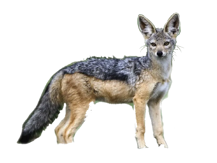 Real jackal background photo without PNG background