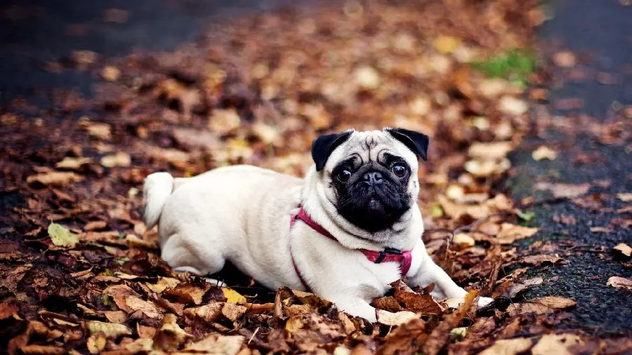 Download high-quality pug dog photos for WhatsApp and Instagram profiles
