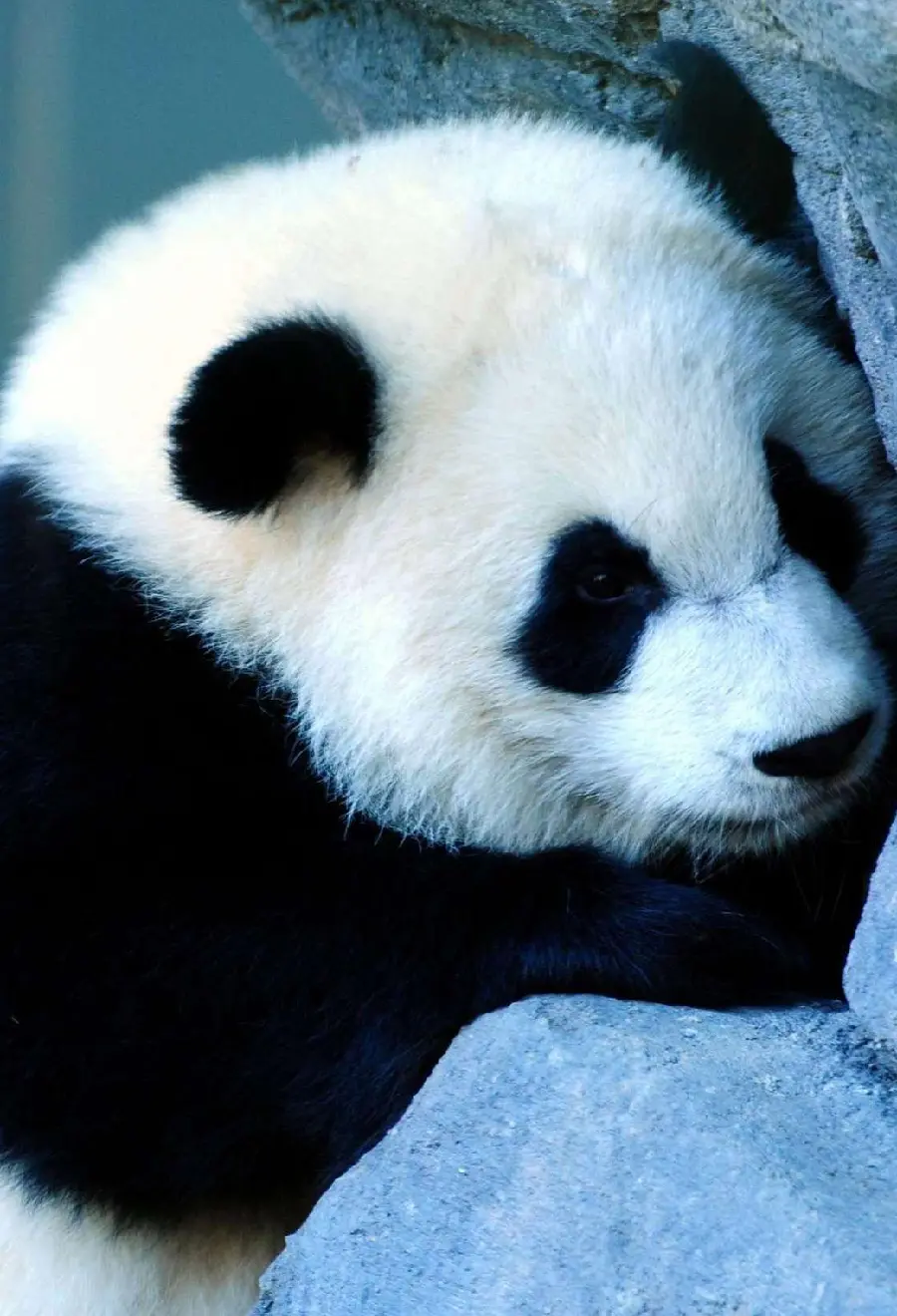Wallpaper of a sleeping and chubby panda for iPhone owners