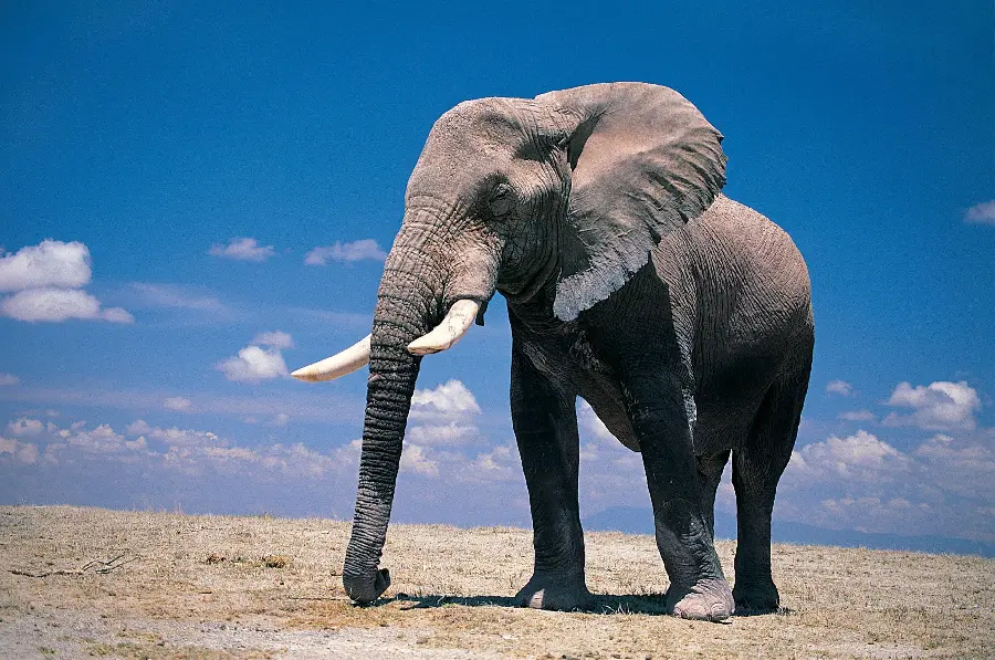 Download stock photo of an elephant alone in the grasslands and desert