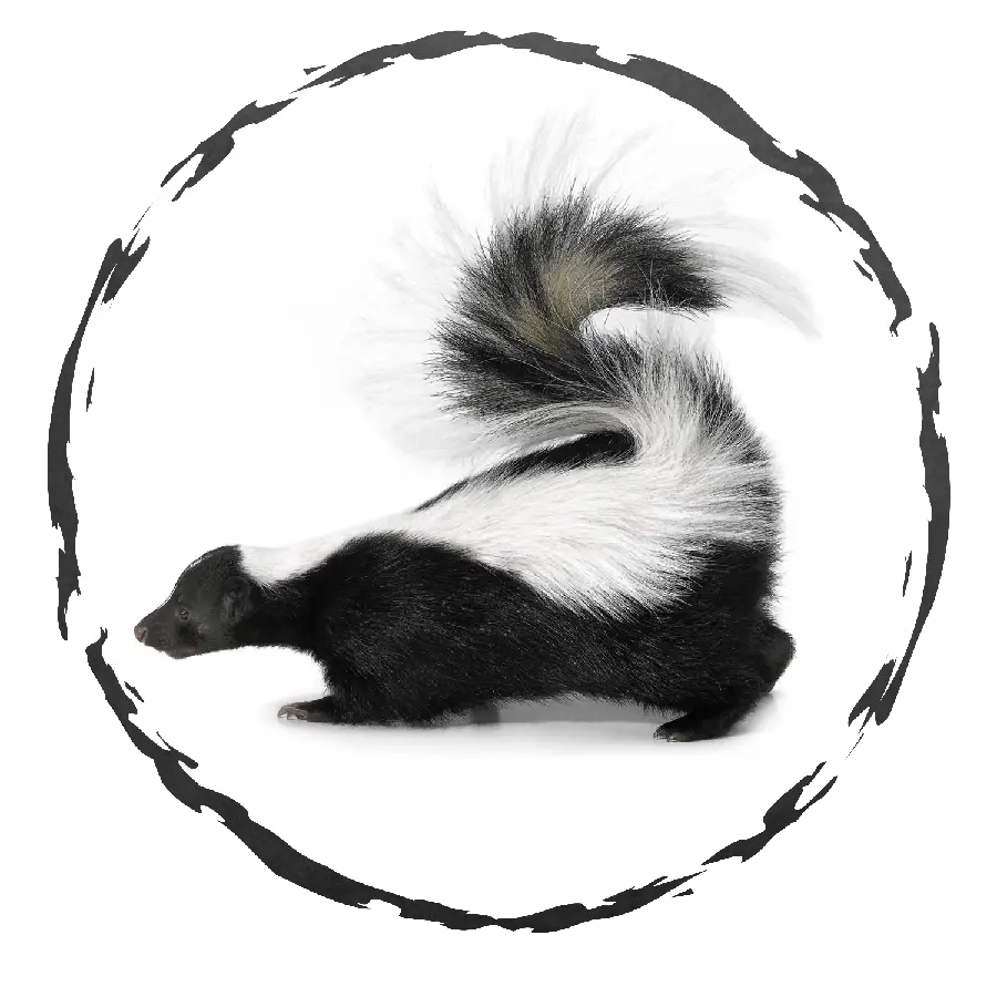 Funky Weasel PNG profile picture ready to use in Photoshop 