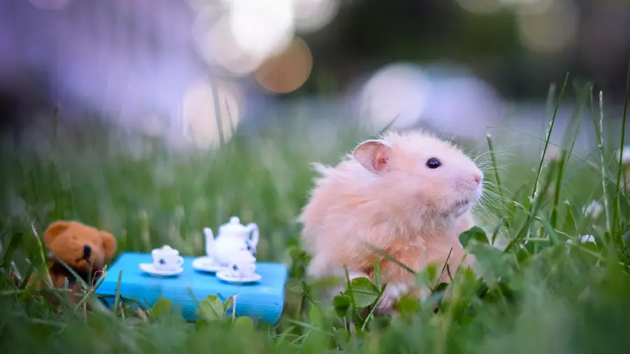Picture of a hamster who went on a picnic