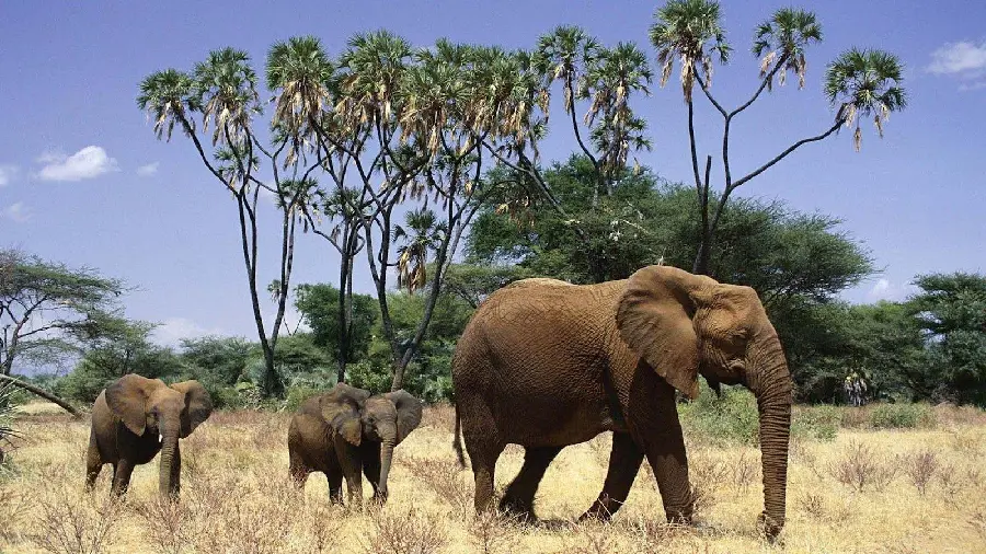 A desktop background of African elephants walking in a plain