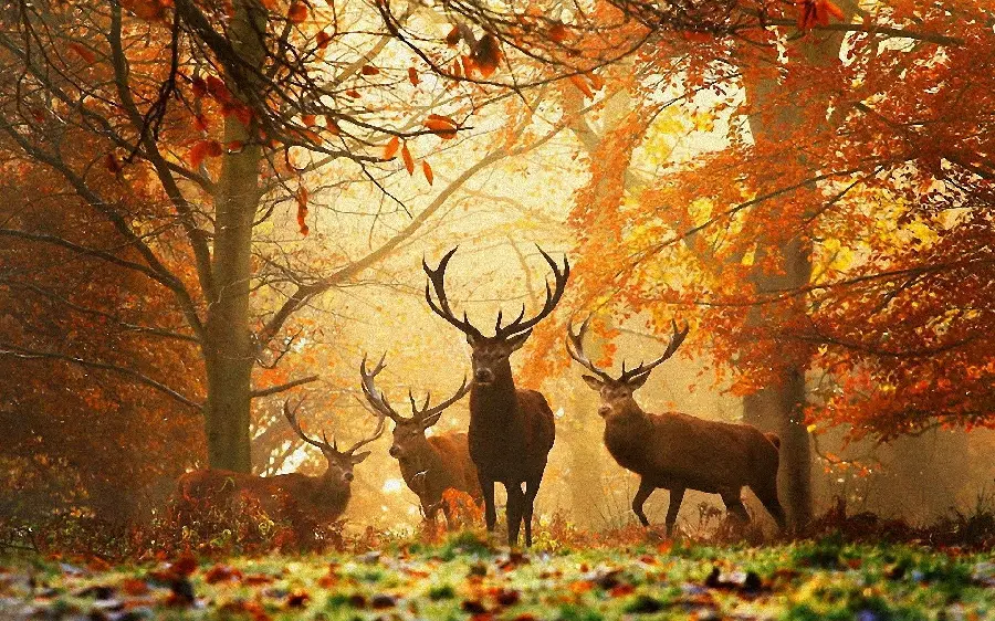 Photo of Antlered Deer in the Autumn Forest at Sunset