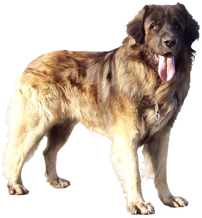Real German Leonberger dog wallpaper PNG