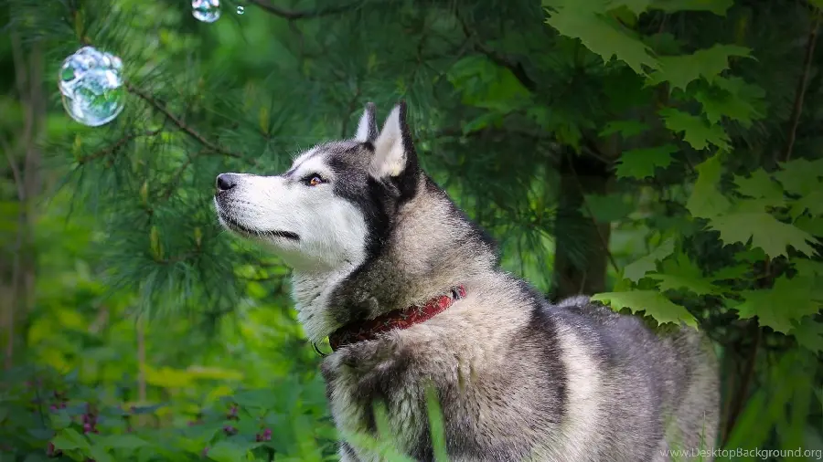 Amazing Stock Image of Red Husky for Decorative Poster Printing