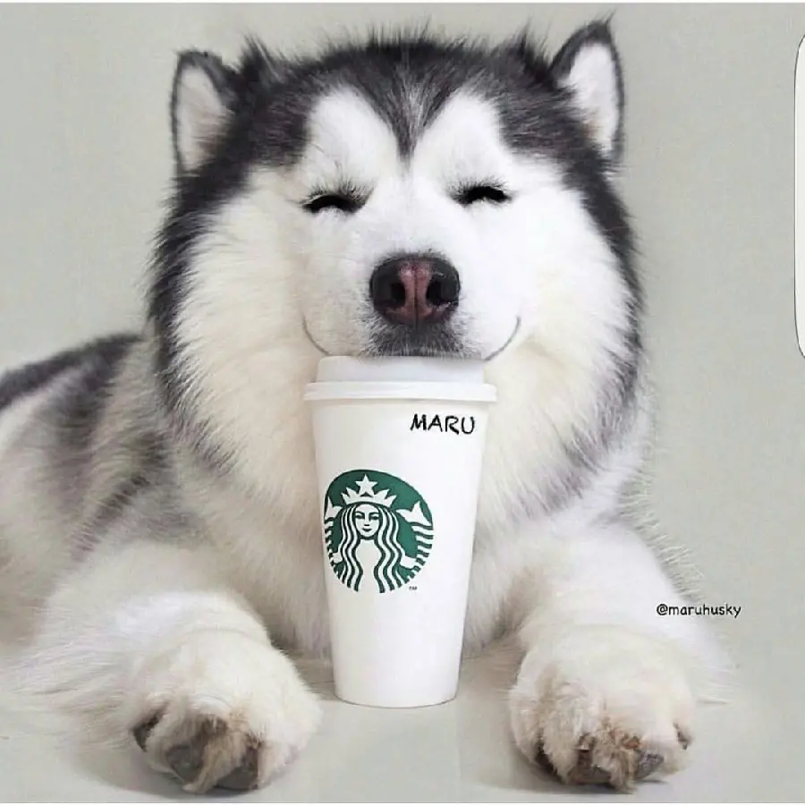 Download quality image of Husky for social media profiles 