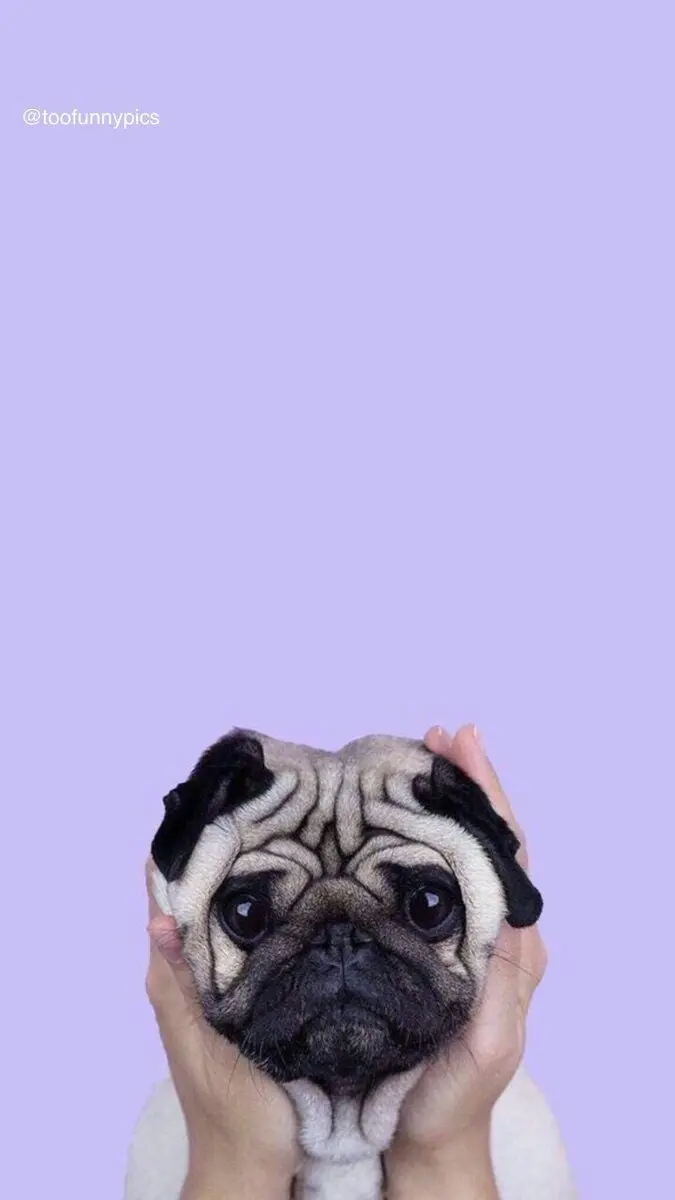 Vertical pug dog wallpaper for mobile phone background