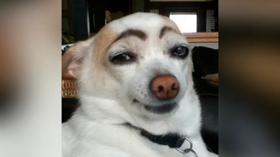Professionally edited background photo of a funny white dog