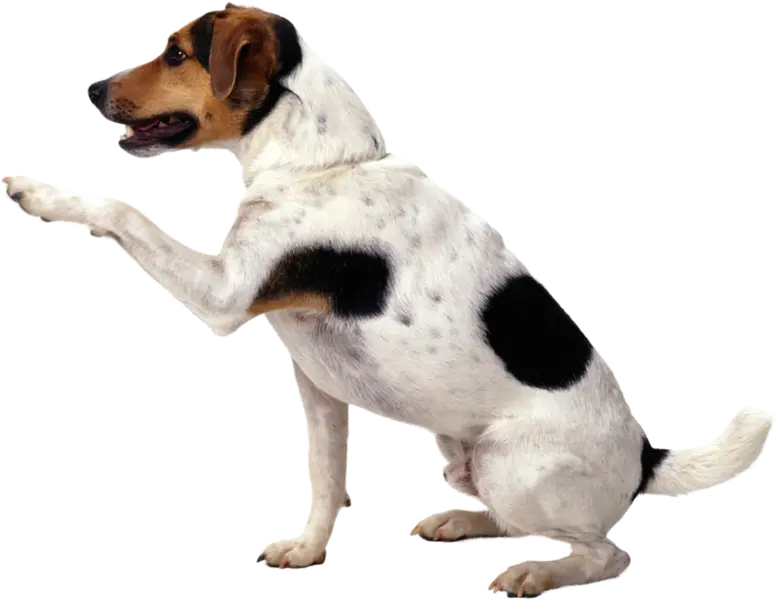 Real Dog Background Without Background PNG