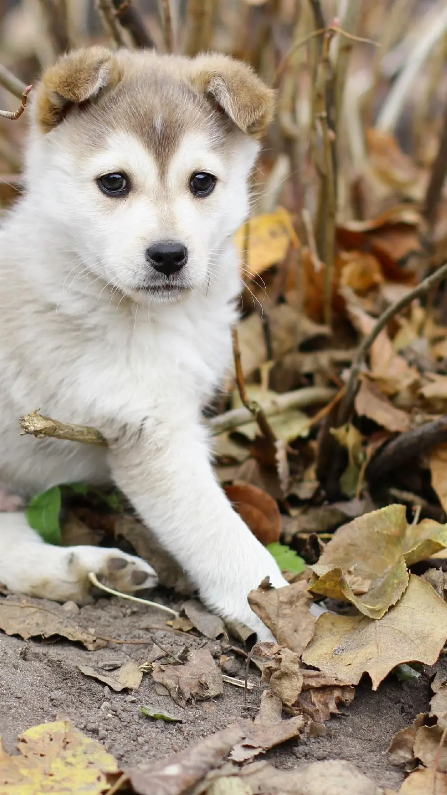Free download of attractive photos of huskies suitable for iPhone backgrounds