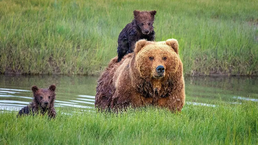 Cute wet bear cub wallpaper