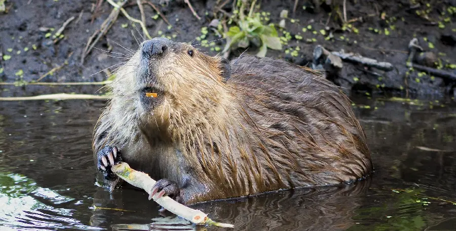 Beaver background image for digital page background