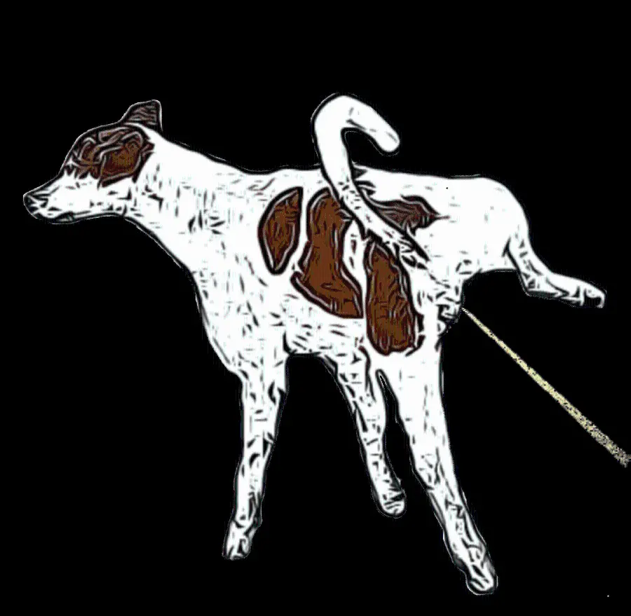 High quality photo of a funny and fun drawing of a white and brown dog