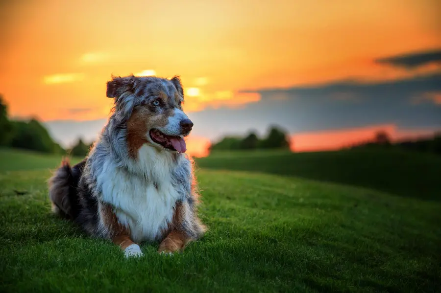 Australian Shepherd dog with amazing sunset and meadow background 4K