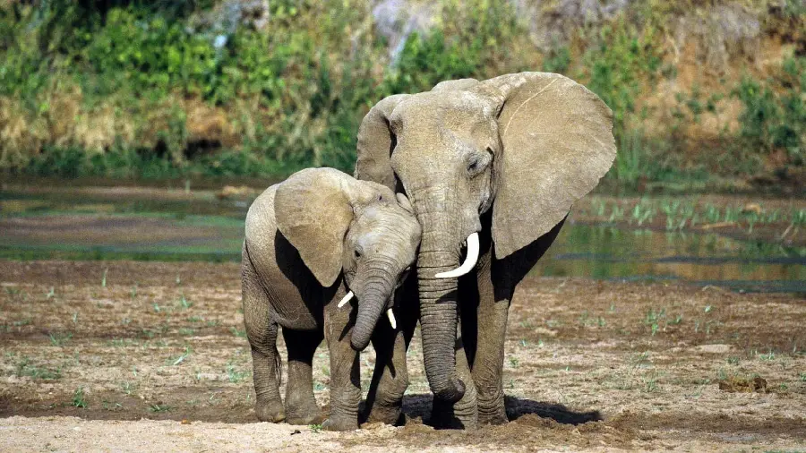 Download Stock Photo of Little Baby Elephant with His Mother in the Wilderness of Africa