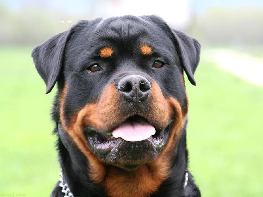 High quality background for Desktop of a purebred Rottweiler dog