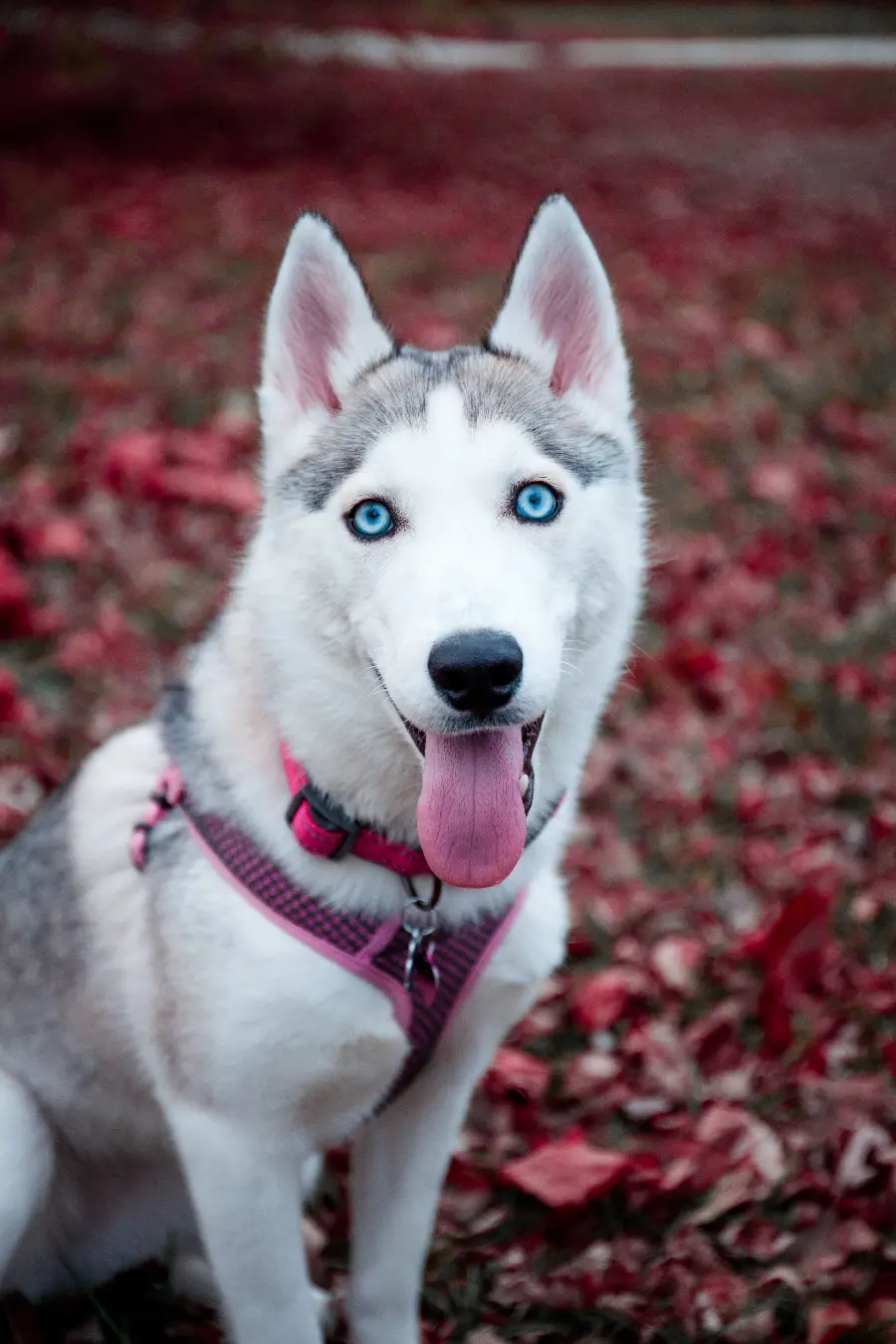 A cute and charming husky wallpaper designed for iPhone